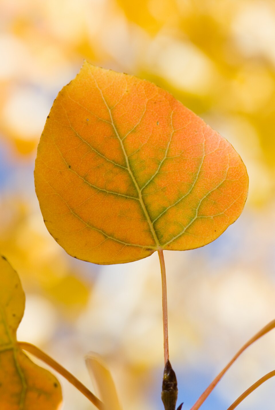 leaf